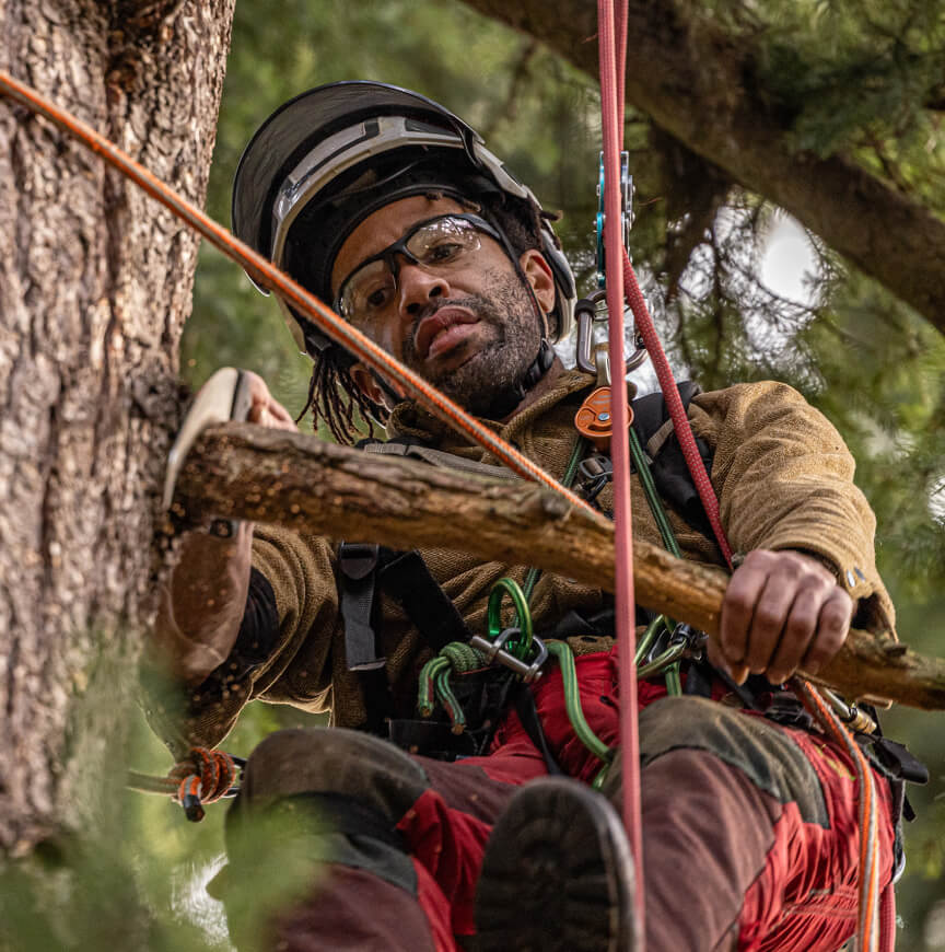 Man climbing tree with ropes and TL-1 sunglasses